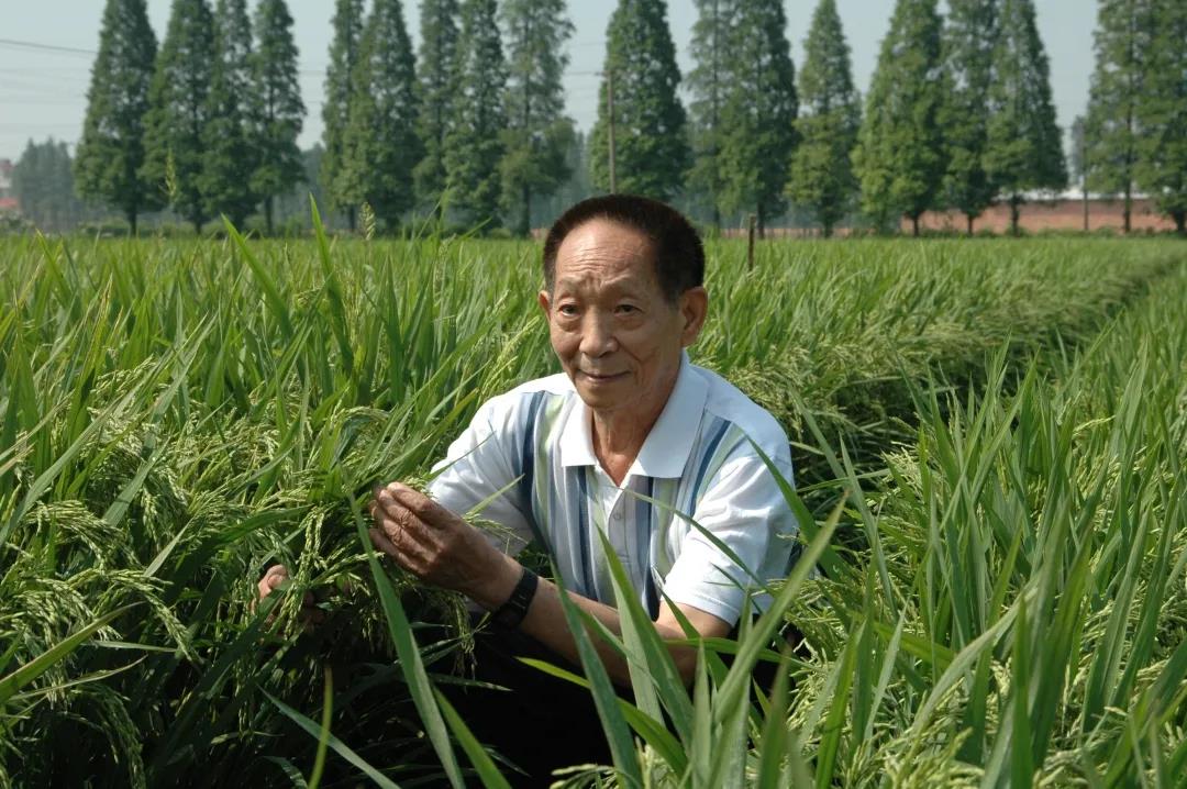 55年前，袁隆平這個"叛逆"結(jié)論，跨過"禁區(qū)"